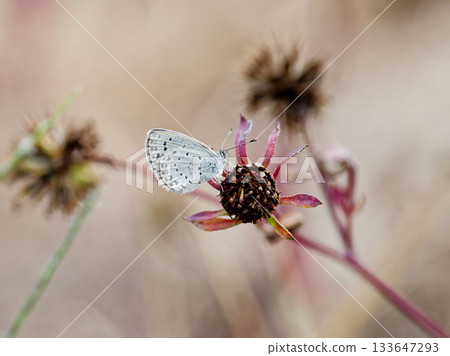 A female Yamato Hairstreak (Lycaenidae) sucking nectar A female Yamato Hairstreak (Lycaenidae) sucking nectar 133647293