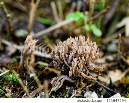 粉紅枝瑚菌合群 粉紅枝瑚菌合群 133647294