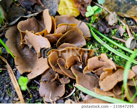 Mimibusatake 133647295