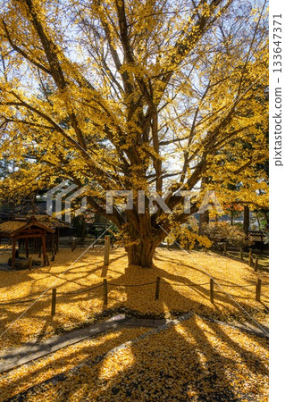 Autumn leaves at Saienji Temple in Kasama City, Ibaraki Prefecture Autumn leaves at Saienji Temple in Kasama City, Ibaraki Prefecture 133647371