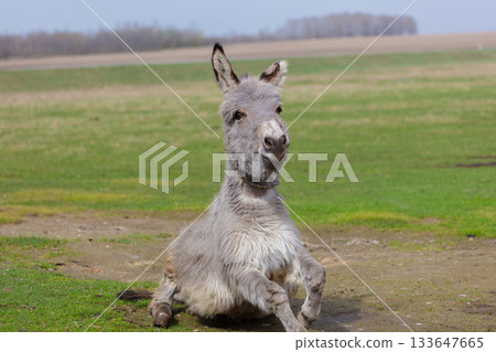 Funny gray donkey on a green meadow. He lies on the grass and playfully looks at the camera. He is in a good mood. Funny gray donkey on a green meadow. He lies on the grass and playfully looks at the camera. He is in a good mood. 133647665