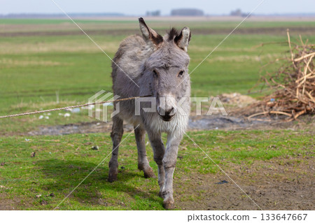 A grey donkey grazes in a farmer's pasture. 133647667