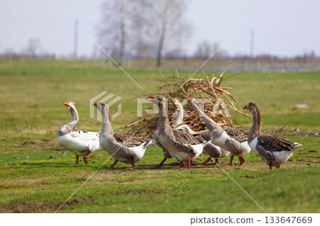 A flock of geese grazes on a green meadow in the countryside. The geese walk together one after another. 133647669