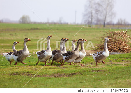 A flock of geese grazes on a green meadow in the countryside. The geese walk together one after another. 133647670