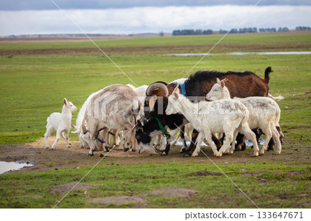 A variety of goats began to graze on the green meadow. 133647671