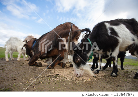 A herd of goats of different breeds eat grain scattered on the ground. 133647672