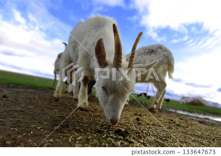 A herd of goats of different breeds eat grain scattered on the ground. Low angle. They have funny faces. A herd of goats of different breeds eat grain scattered on the ground. Low angle. They have funny faces. 133647673