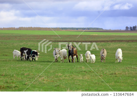 A herd of goats grazes on a green meadow in the background. Wide shot. 133647684