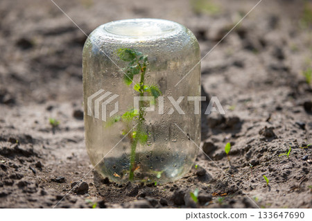 Newly sprouted plant with glass jar greenhouse in garden Newly sprouted plant with glass jar greenhouse in garden 133647690