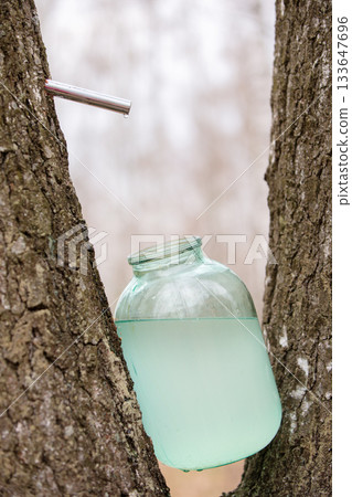 Collection of birch sap. Birch sap flows from a birch tree into a jar through an iron trough. 133647696
