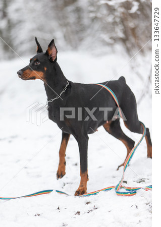 Doberman standing on snow-covered ground with leash during winter season 133647729