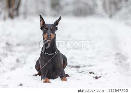 Dog lying in the snow in a winter forest landscape 133647730