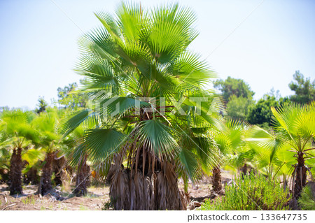 Vibrant palm trees sway under the bright sun in a tropical landscape 133647735