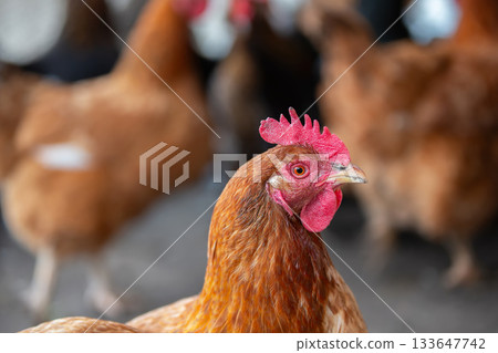 A chicken with a red head stands in a field with other chickens. Concept of peacefulness and simplicity, as the chickens are seen in their natural environment A chicken with a red head stands in a field with other chickens. Concept of peacefulness and simplicity, as the chickens are seen in their natural environment 133647742