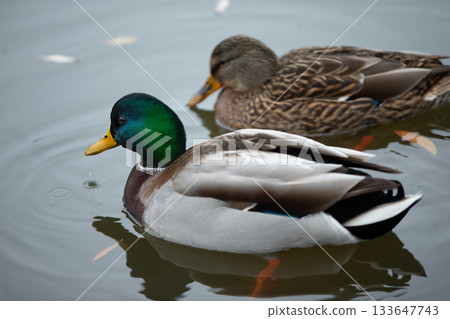 Wild ducks are swimming in a pond. One duck is green and yellow, the other is brown and white. 133647743