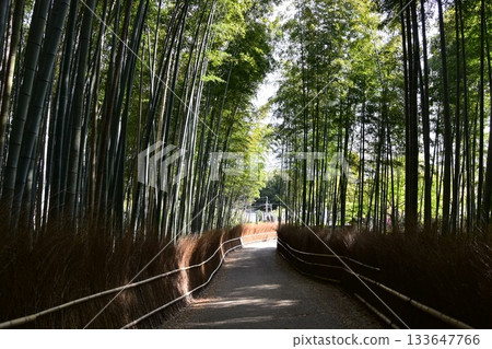 日本春天的京都，嵐山周圍的街道，作為旅遊勝地的竹林小路，一條被大量竹子包圍的神秘小路 133647766