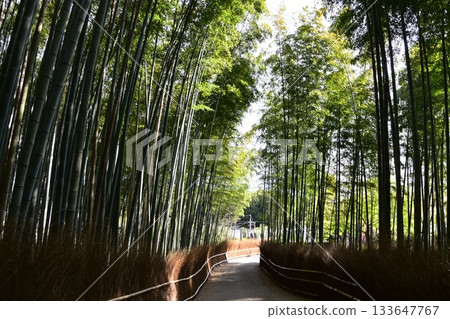 日本春天的京都，嵐山周圍的街道，作為旅遊勝地的竹林小路，一條被大量竹子包圍的神秘小路 133647767