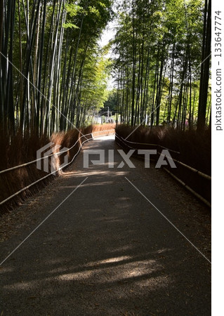 日本春天的京都,嵐山周圍的街道,作為旅遊勝地的竹林小路,一條被大量竹子包圍的神秘小路 日本春天的京都,嵐山周圍的街道,作為旅遊勝地的竹林小路,一條被大量竹子包圍的神秘小路 133647774