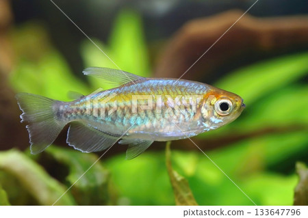 Motley congo tetra fish in aquarium 133647796
