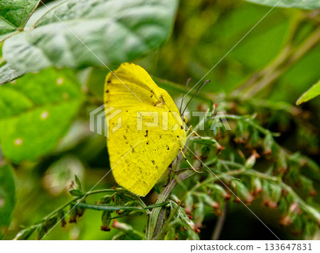 歐亞紅蝶秋季型的吸蜜行為♂ 133647831
