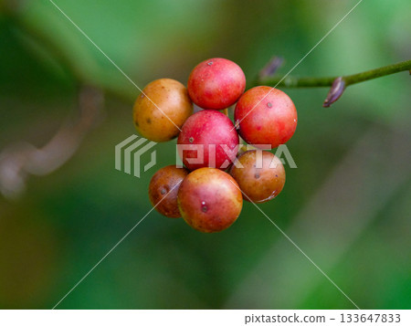 帶有紅色水果 Sarutoriibara 的葡萄藤植物 帶有紅色水果 Sarutoriibara 的葡萄藤植物 133647833