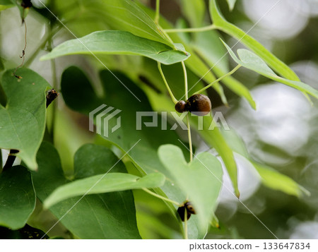 Mukago of Yamano no Moho Mukago of Yamano no Moho 133647834