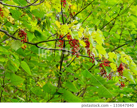 Aigiri 紅色水果 Aigiri 紅色水果 133647840