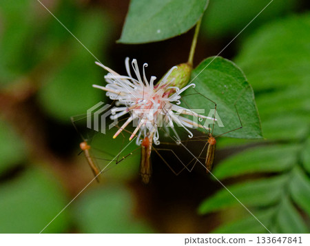 Flowers of Koyabouki, a small deciduous shrub of the Asteraceae family 133647841