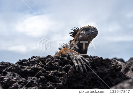 Marine iguana resting on rocks at Tortuga Bay beach, Galapagos, Ecuador 133647847