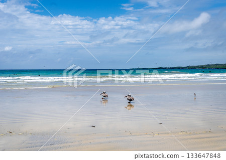 Pelicans on the sandy shores of Isabela Island, Galapagos Archipelago, Ecuador 133647848