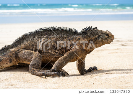 Marine iguana on the sandy shores of Isabela Island, Galapagos Archipelago, Ecuador Marine iguana on the sandy shores of Isabela Island, Galapagos Archipelago, Ecuador 133647850