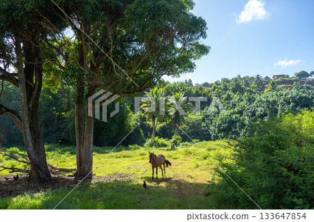 Horse standing under trees near Atuona, Hiva Oa, French Polynesia, Marquesas Islands 133647854