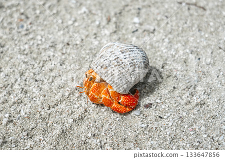 Hermit crab on a white sand beach in Maupiti, French Polynesia Hermit crab on a white sand beach in Maupiti, French Polynesia 133647856
