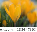Beautiful yellow crocus flowers blooming in March 133647893