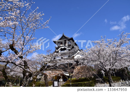 Inuyama City, Aichi Prefecture, Japan: Inuyama Castle in spring and cherry blossoms in full bloom, Japan's oldest national treasure castle tower and beautiful blue sky Inuyama City, Aichi Prefecture, Japan: Inuyama Castle in spring and cherry blossoms in full bloom, Japan's oldest national treasure castle tower and beautiful blue sky 133647950