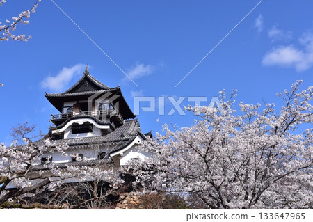 日本愛知縣犬山市：春天櫻花盛開的犬山城、日本最古老的國寶天守閣和美麗的藍天 133647965