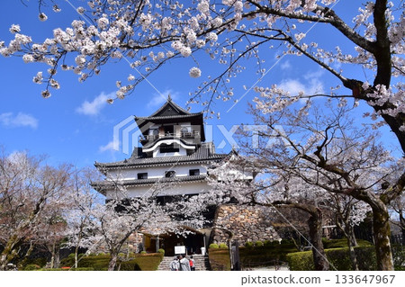 日本愛知縣犬山市：春天櫻花盛開的犬山城、日本最古老的國寶天守閣和美麗的藍天 133647967