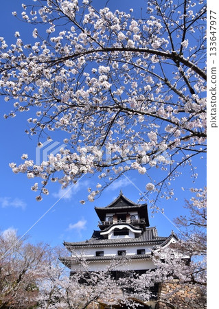日本愛知縣犬山市：春天櫻花盛開的犬山城、日本最古老的國寶天守閣和美麗的藍天 133647977