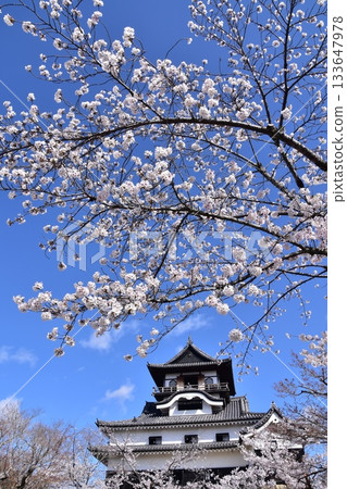日本愛知縣犬山市：春天櫻花盛開的犬山城、日本最古老的國寶天守閣和美麗的藍天 133647978