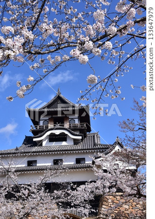 日本愛知縣犬山市：春天櫻花盛開的犬山城、日本最古老的國寶天守閣和美麗的藍天 133647979