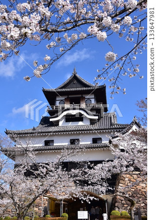 Inuyama City, Aichi Prefecture, Japan: Inuyama Castle in spring and cherry blossoms in full bloom, Japan's oldest national treasure castle tower and beautiful blue sky Inuyama City, Aichi Prefecture, Japan: Inuyama Castle in spring and cherry blossoms in full bloom, Japan's oldest national treasure castle tower and beautiful blue sky 133647981