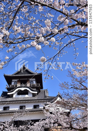 Inuyama City, Aichi Prefecture, Japan: Inuyama Castle in spring and cherry blossoms in full bloom, Japan's oldest national treasure castle tower and beautiful blue sky Inuyama City, Aichi Prefecture, Japan: Inuyama Castle in spring and cherry blossoms in full bloom, Japan's oldest national treasure castle tower and beautiful blue sky 133647983
