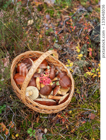 Wicker basket filled with wild edible mushrooms in forest Wicker basket filled with wild edible mushrooms in forest 133648036