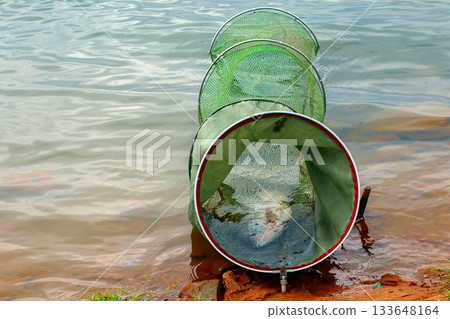 Fish are trapped in green nets placed on the riverbank. Fish are trapped in green nets placed on the riverbank. 133648164