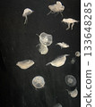 Jellyfish swimming inside tank in aquarium 133648285