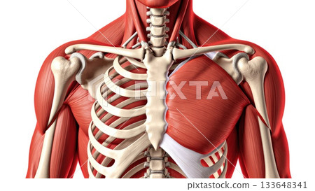 Full Human Musculoskeletal System with Muscle Overlay Full Human Musculoskeletal System with Muscle Overlay 133648341