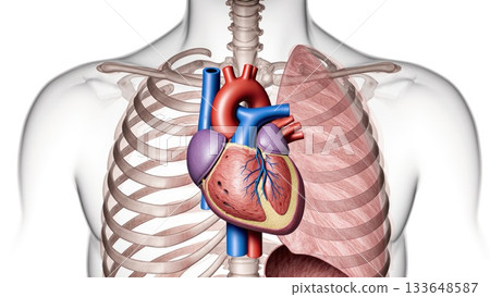 Heart in Thoracic Cavity with Anatomical Context Heart in Thoracic Cavity with Anatomical Context 133648587