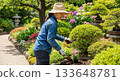 Woman gardening in the garden 133648781