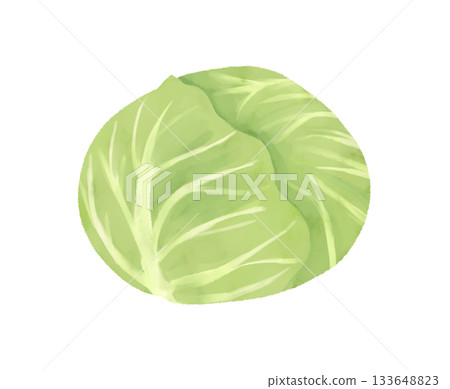 簡單的白菜的插圖 簡單的白菜的插圖 133648823