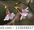 Okuchojizakura (Okuchoji cherry blossoms) blooming in March 133648837